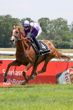 Nabora mit Sibylle Vogt beim Aufgalopp zum Maidenrennen im Juni 2023 in Köln. ©galoppfoto - Stephanie Gruttmann