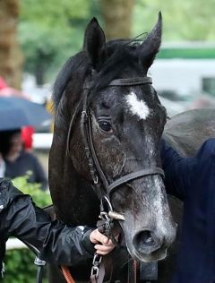 Nica nach ihrem Sieg am 10.5.2018 in Dortmund - Foto: Dr. Jens Fuchs