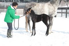 Night Magic in ihrer neuen Heimat in Japan ein Fohlen von Deep Impact zur Welt. Coutesy by Shadai Farm