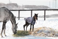 Night Magic in ihrer neuen Heimat in Japan ein Fohlen von Deep Impact zur Welt. Coutesy by Shadai Farm