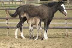 Batya mit ihrem Erstling: Ein Hengstfohlen von Intense Focus. Foto: privat