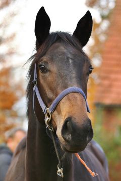 Red's Call November 2018  Foto: www.rennstall-woehler.de