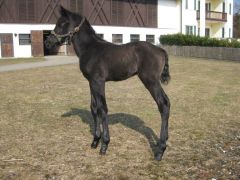 Hengstfohlen von Dalakhani aus der Pivoline, 3 Tage alt. Der Kleine ist Halbbruder zu Petit Chevalier.