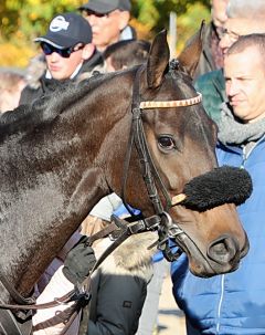 Nona am 10.11.2019 in Krefeld - Foto: Dr- Jens Fuchs