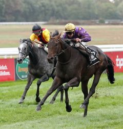 Northern Rock gewinnt den Agl. I am 23.9.2018 in Köln - Foto: Dr. Jens Fuchs