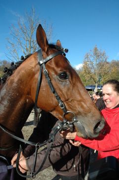 Sieger Pagan Warrior mit Frauke Schwinn. Foto Gabriele Suhr