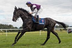 Palace Prince mit Eddy Hardouin beim Aufgalopp. www.galoppfoto.de - Frank Sorge