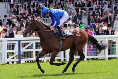 Pinatubo vergangenes Jahr in Royal Ascot. www.galoppfoto.de - Sandra Scherning