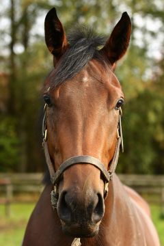 Pleasant Company Oktober2019  Foto: www.rennstall-woehler.de