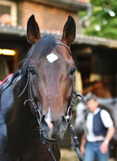 Prince Parsim Juni 2019  Foto: www.woehler-bildergalerie.de