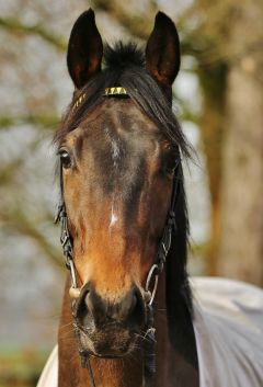 Queens Beauty Januar 2018  Foto: www.Rennstall-woehler.de