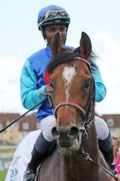 Queroyal mit Eduardo Pedroza nach dem Sieg im Iffezheimer Derby-Trial. ©galoppfoto - Sarah Bauer