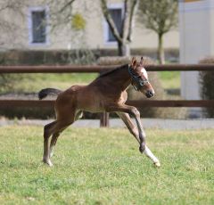 Stutfohlen 2020 v. Lucky Lion - Quicara v. Tiger Hill - Foto: Gitta Martini