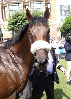 Ribchester nach dem Gr. I-Treffer im Prix du Haras de Frenay-Le-Bufford in Deauville, Gr. I. www.dequia.de 6