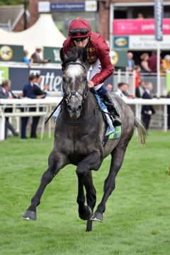 Roaring Lion unter Oisin Murphy. www.galoppfoto.de - JJ Clark