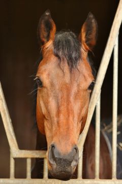 Samarghand Februar 2019  Foto: www.rennstall-woehler.de