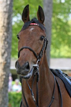 Sarisha im Portrait, 2013 in Hoppegarten. www.galoppfoto.de - Sabine Brose