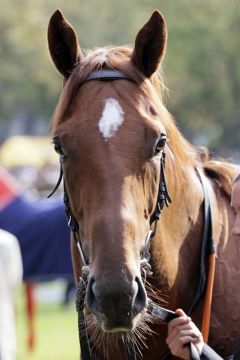 See Hector im Portrait. @galoppfoto - Stephanie Gruttmann