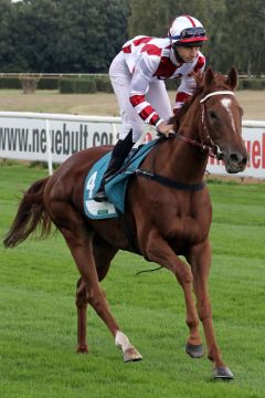 Sensational Secret mit Tommaso Scardino beim Aufgalopp am 02.10.2016 in Hannover. www.galoppfoto.de - Sabine Brose