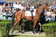 Sexy Juke präsentiert sich vor dem Düsseldorfer Derby-Trial im Führring. Foto: Dr. Jens Fuchs