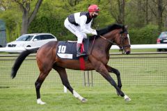 Siluto mit Martin Seidl beim Aufgalopp am 25.04.21 in Hannover. ©galoppfoto - Sabine Brose