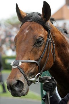 Sixties Icon nach dem Sieg in The Jockey Club Stakes in Newmarket. www.galoppfoto.de