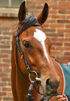 Sky Red Juni 2017  Foto: www.Rennstall-Woehler.de