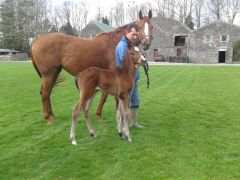 Soldier Hollow x Salve Haya geb. 22.03 in Barnane Stud, Irland. Salve Haya geht zu Shamardal. Foto: Courtesy by Gestüt Höny-Hof