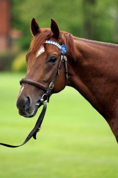 Stallion New Approach in Dalham Hall Stud. www.galoppfoto.de