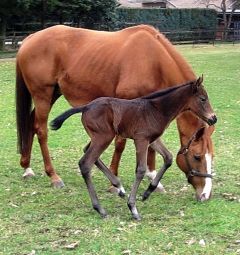 Stutfohlen 2017 v. Pastorius - Staying Alive v. Royal Dragon Foto: privat