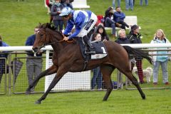 Stex gewinnt erwartungsgemäß im Handgalopp. www.galoppfoto.de - Sabine Brose