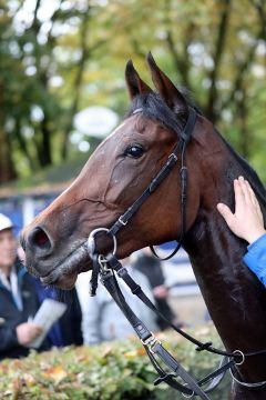 Suada im Portrait am 10.8.2017 in Dortmund - Foto: Dr. Jens Fuchs