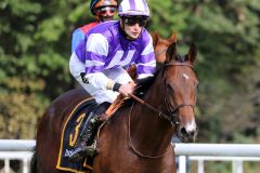 Sun of Gold mit Lukas Delozier beim Aufgalopp in Köln. ©galoppfoto.de - Sandra Scherning