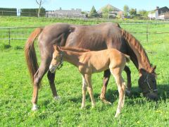 Lady Lualain mit ihrem am 04.04.2014 geb. Hengstfohlen von Tranquil Tiger. Foto privat