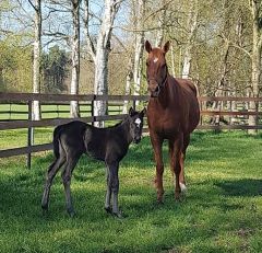 Stutfohlen 2020 v. Le Havre - Tonneville v. Air Chief Marshal - Foto: privat