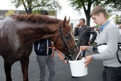 Trainer Daniel Paulick tränkt seinen Sieger Oscar. www.galoppfoto.de - Peter Heinzmann