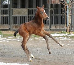 Stutfohlen 2023 v. Ito - Vincita v. Paolini - Foto: privat