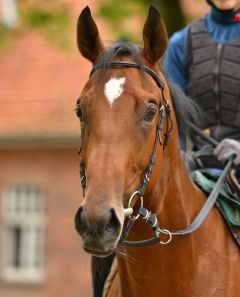 Wahiba August 2015  Foto: www.Rennstall-Woehler.de