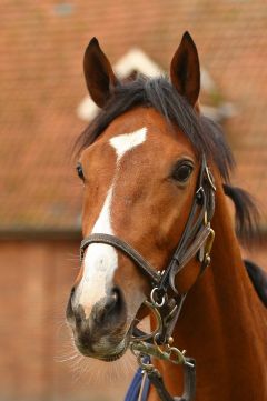 Wai Key Star Oktober 2015  Foto: www.Rennstall-Woehler.de