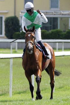 Wai Key Star mit Eduardo Pedroza nach dem Sieg im Ittlingen Derby-Trial. www.galoppfoto.de - Sarah Bauer