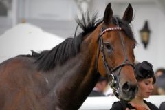 Ein Pferd mit Kult-Status: Der Wallach Cirrus des Aigles ist ein Dauerbrenner auf der internationalen Turf-Bühne, liegt auf Rang zwei der Liste der gewinnreichsten Rennpferde Europas. www.galoppfoto.de - Petr Guth