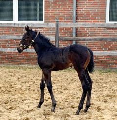 Hengstfohlen 2022 v. Zarak - Wasimah v. Desert Prince - Foto: privat