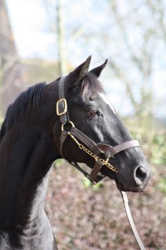 Way of Light präsentiert sich bei der Route des Etalons 2015 im Haras du Petit Tellier. Foto: Sabine Lösch