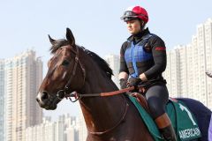 Weltreisender in Sachen Galopp - Americain bei seinem Gastspiel 2010 in Sha Tin bei der Morgenarbeit. www.galoppfoto.de - Frank Sorge