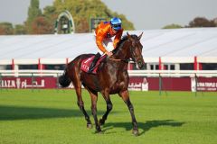 Wild Chief mit Alex Pietsch im Sattel beim Aufgalopp vor dem Prix Daniel Wildenstein. Foto Dr. Jens Fuchs