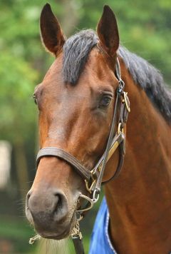 Diplomatico Juni 2016  Foto: www.Rennstall-Woehler.de