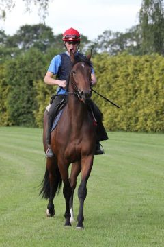 Emerald Fury Juni 2012  Foto: www.Rennstall-Woehler.de