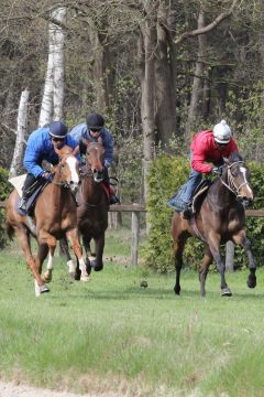 Paraisa mit Fly Osoria und Monami April 2012  Foto: www.Rennstall-Woehler.de