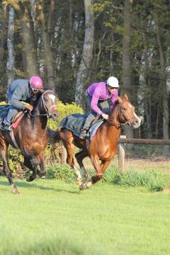 Araldo (li.) und Navajo Storm (re.) April 2011  Foto: www.Rennstall-Woehler.de