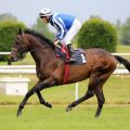 Long Cross mit Jozef Bojko beim Aufgalopp in Dortmund. Foto: Dr. Jens Fuchs